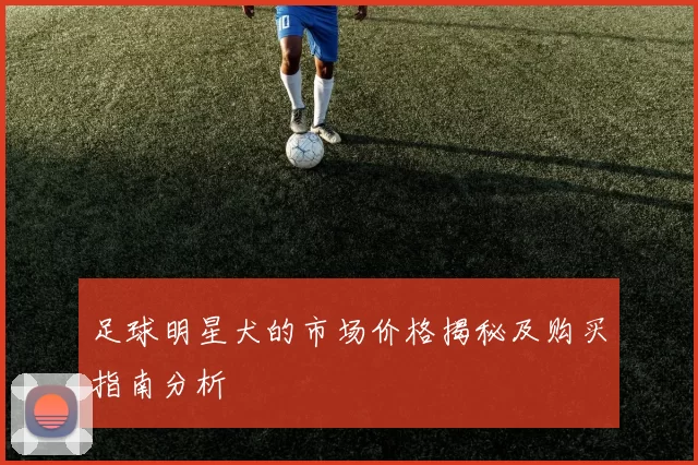 足球明星犬的市场价格揭秘及购买指南分析
